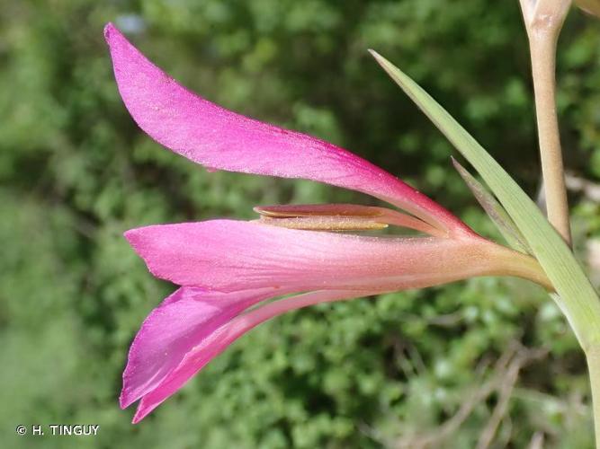 <i>Gladiolus italicus</i> Mill., 1768 © H. TINGUY