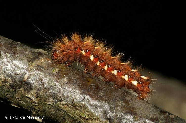 <i>Acronicta rumicis</i> (Linnaeus, 1758) © J.-C. de Massary