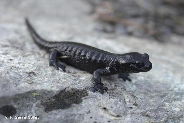 <i>Salamandra lanzai</i> (Nascetti, Andreone, Capula & Bullini, 1988) © F. Serre Collet