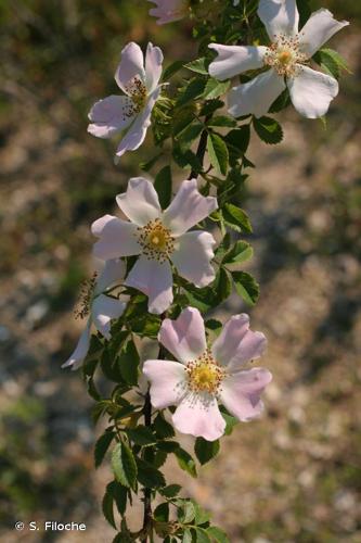 <i>Rosa rubiginosa</i> L., 1771 © S. Filoche