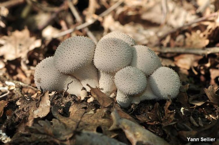 <i>Lycoperdon perlatum</i> Pers., 1796 © Y. Sellier