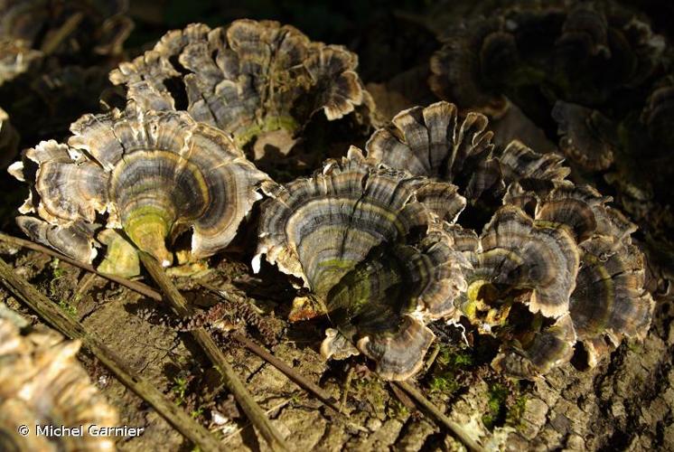 <i>Trametes versicolor</i> (L.) Lloyd, 1920 © Michel Garnier