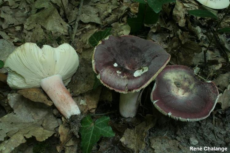 <i>Russula amoenicolor</i> Romagn. ex Romagn. © R. Chalange