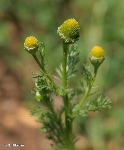 <i>Matricaria discoidea</i> DC., 1838 © S. Filoche