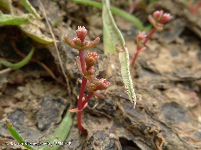 <i>Crassula vaillantii</i> (Willd.) Roth, 1827 © Mario Klesczewski, CEN L-R