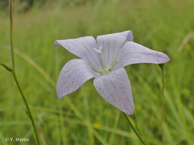 <i>Campanula patula</i> L., 1753 © 