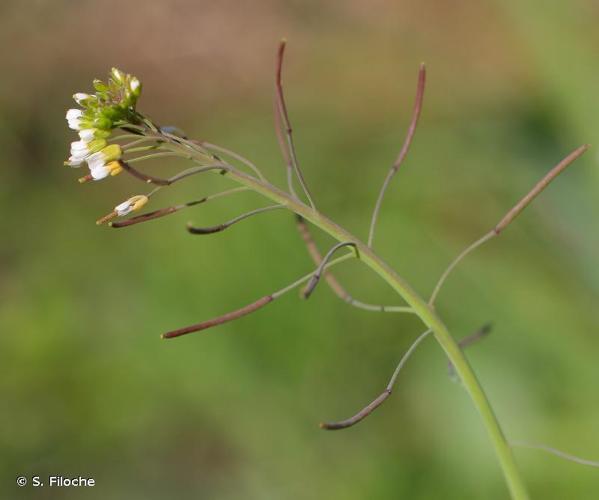 <i>Arabidopsis thaliana</i> (L.) Heynh., 1842 © S. Filoche