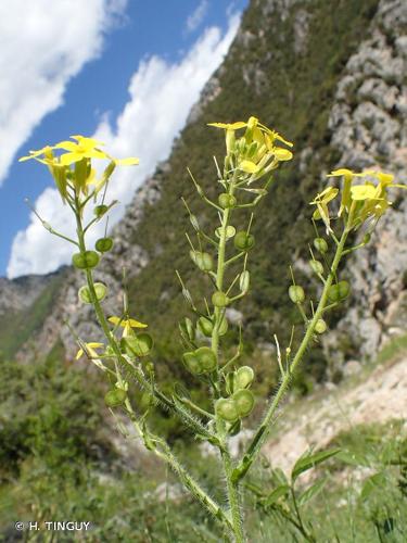 <i>Biscutella cichoriifolia</i> Loisel., 1810 © H. TINGUY