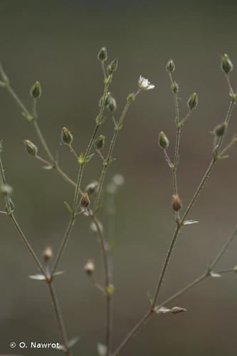 <i>Arenaria leptoclados</i> (Rchb.) Guss., 1844 © O. Nawrot