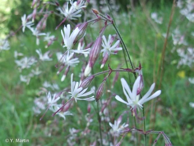 <i>Silene nutans </i>L., 1753 subsp.<i> nutans</i> © 