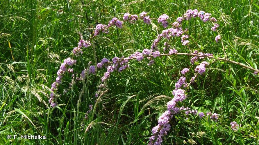 <i>Buddleja alternifolia</i> Maxim., 1880 © F. Michalke