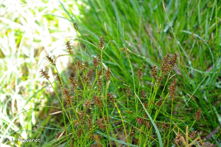 <i>Carex davalliana</i> Sm., 1800 © J. Thevenot