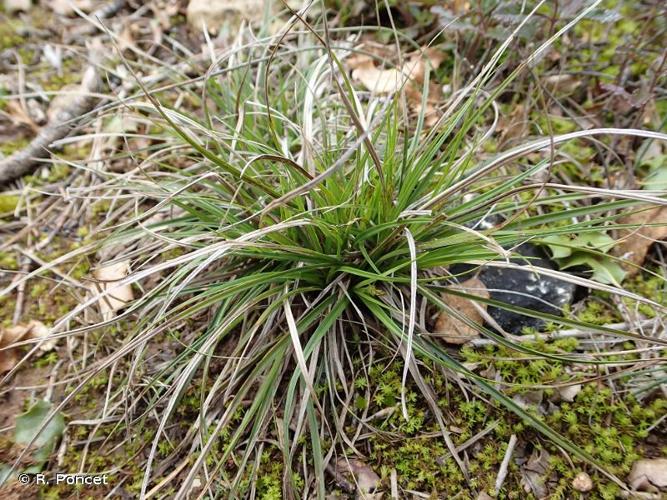 <i>Carex halleriana</i> Asso, 1779 © A.-H. Paradis & R. Poncet