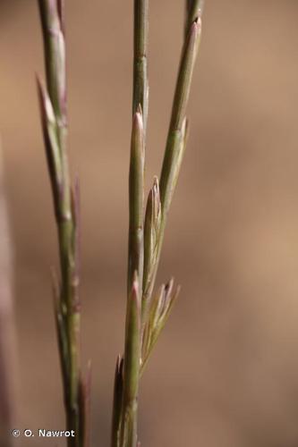 <i>Lolium rigidum</i> Gaudin, 1811 © O. Nawrot