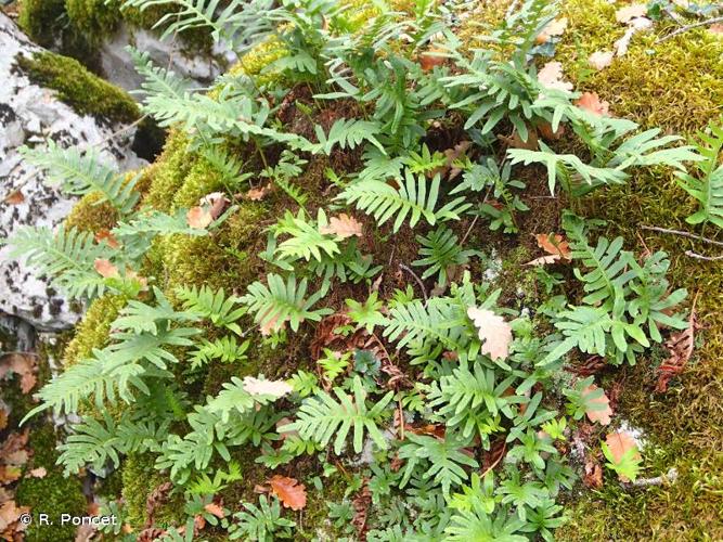 <i>Polypodium cambricum</i> L., 1753 © A.-H. Paradis & R. Poncet