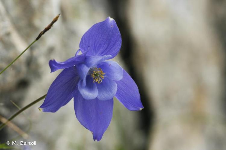 <i>Aquilegia pyrenaica</i> DC., 1815 © M. Bartoli