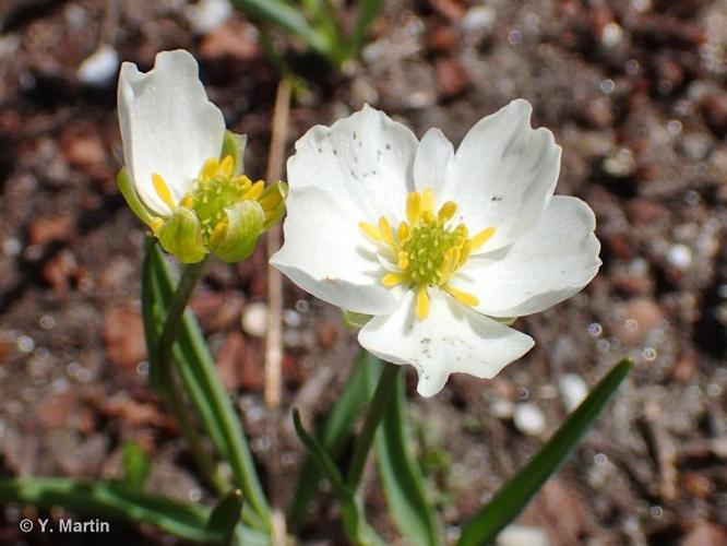 <i>Ranunculus kuepferi </i>Greuter & Burdet, 1987 subsp.<i> kuepferi</i> © 