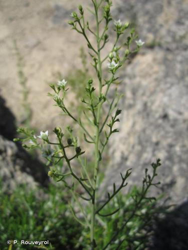 <i>Thesium humifusum</i> DC., 1815 © P. Rouveyrol