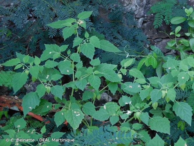 <i>Physalis pubescens</i> L., 1753 © C. Delnatte - DEAL Martinique