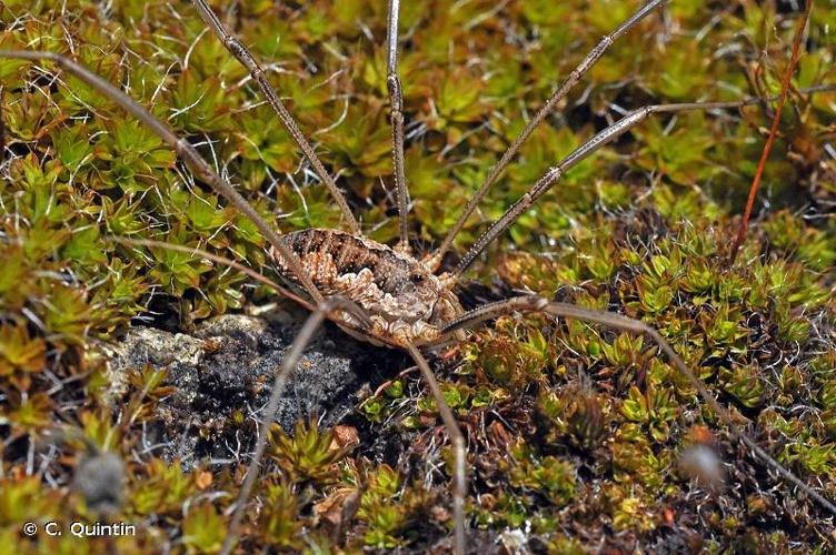 <i>Phalangium opilio</i> Linnaeus, 1758 © C. Quintin