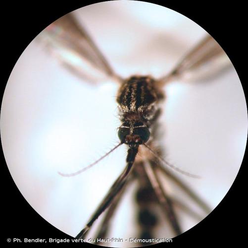 <i>Aedes japonicus</i> (Theobald, 1901) © Ph. Bendler, Brigade verte du Haut-Rhin - Démoustication