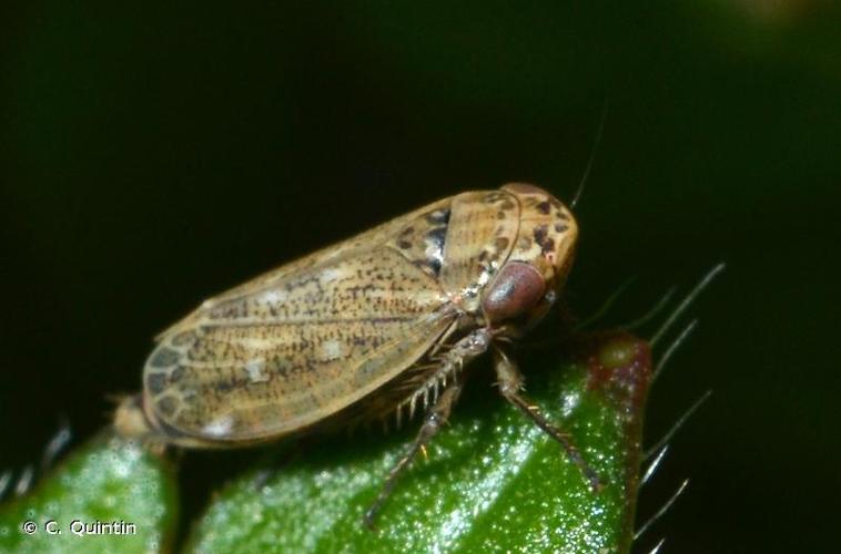 <i>Euscelis incisus</i> (Kirschbaum, 1858) © C. Quintin