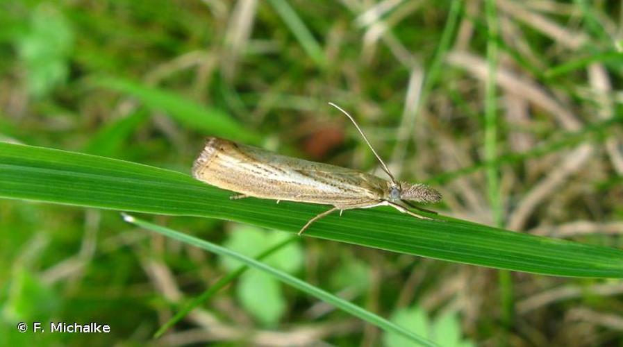 <i>Agriphila straminella</i> (Denis & Schiffermüller, 1775) © F. Michalke