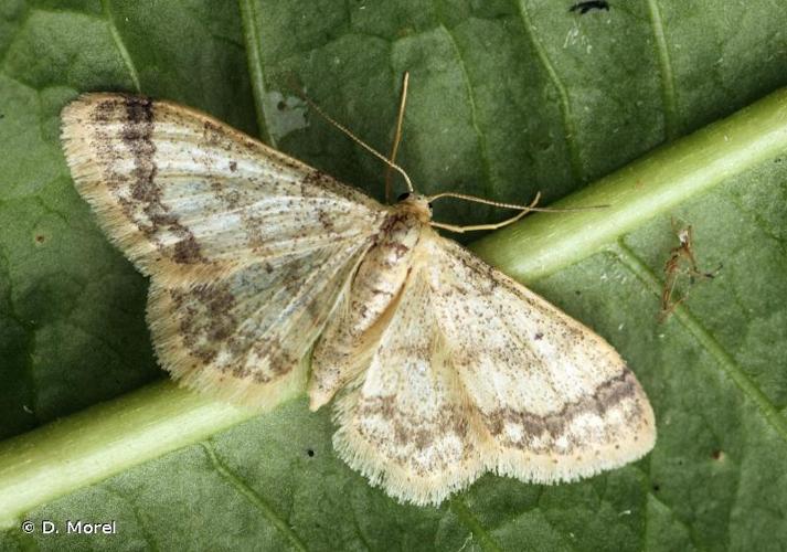 <i>Idaea biselata</i> (Hufnagel, 1767) © D. Morel