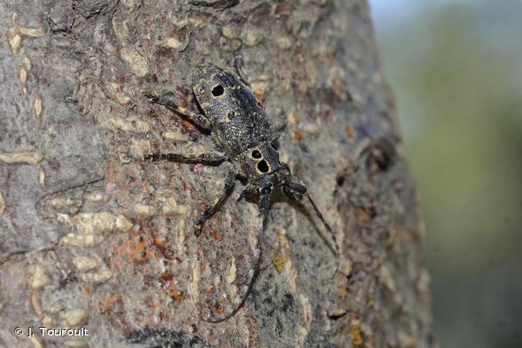 <i>Mesosa curculionoides</i> (Linnaeus, 1760) © J. Touroult