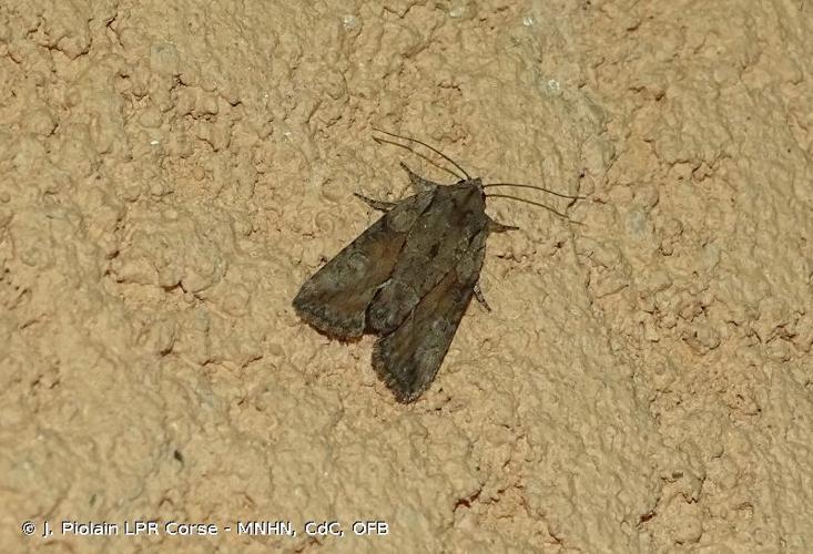 <i>Nycteola columbana</i> (Turner, 1925) © J. Piolain LPR Corse - MNHN, CdC, OFB
