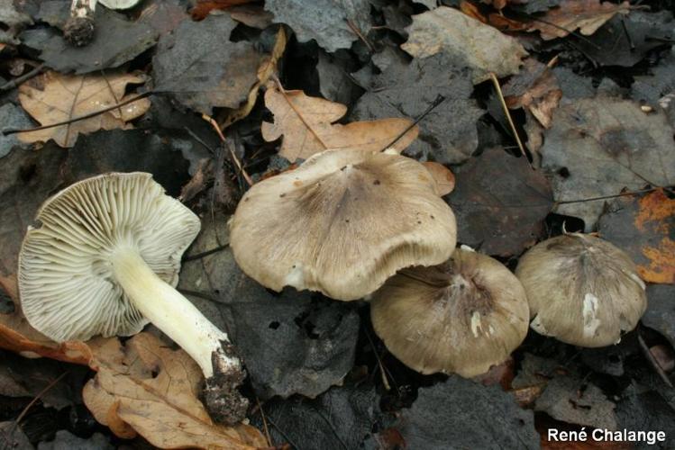 <i>Tricholoma portentosum</i> (Fr. : Fr.) Quél. © R. Chalange