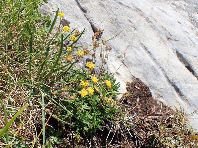 <i>Bupleurum ranunculoides </i>L., 1753 subsp.<i> ranunculoides</i> © 