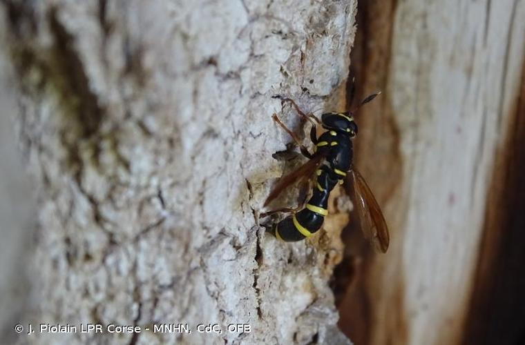 <i>Sphiximorpha subsessilis</i> (Illiger <i>in</i> Rossi, 1807) © J. Piolain LPR Corse - MNHN, CdC, OFB