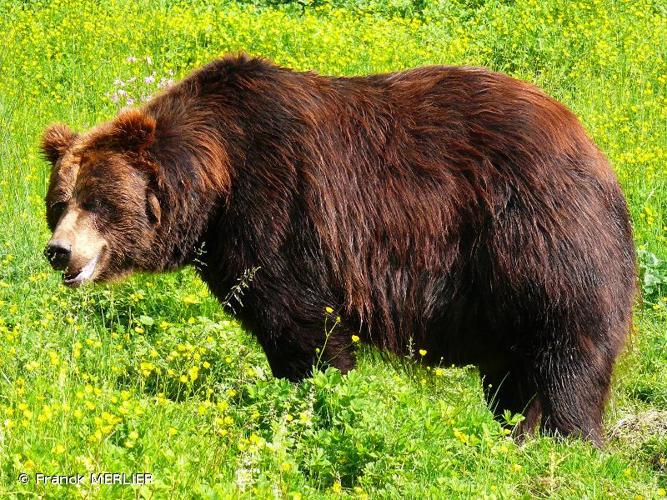 <i>Ursus arctos</i> Linnaeus, 1758 © Franck MERLIER