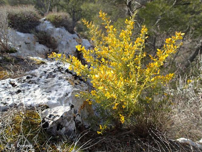 <i>Ulex parviflorus</i> Pourr., 1788 © A.-H. Paradis & R. Poncet