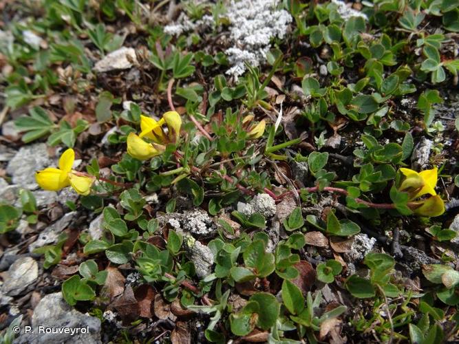 <i>Lotus corniculatus </i>subsp.<i> alpinus</i> (DC.) Rothm., 1963 © P. Rouveyrol