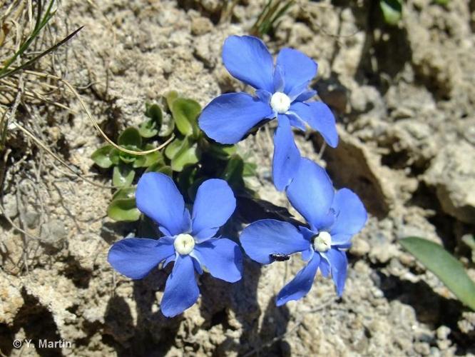 <i>Gentiana orbicularis</i> Schur, 1852 © 