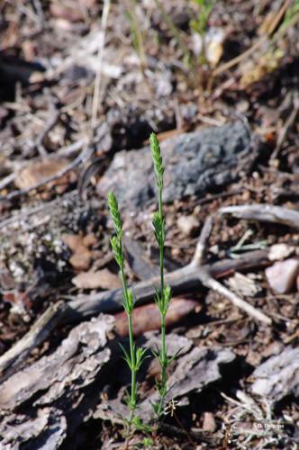 <i>Crucianella angustifolia</i> L., 1753 © O. Delzons