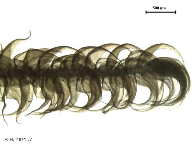 <i>Palustriella decipiens</i> (De Not.) Ochyra, 1989 © H. TINGUY