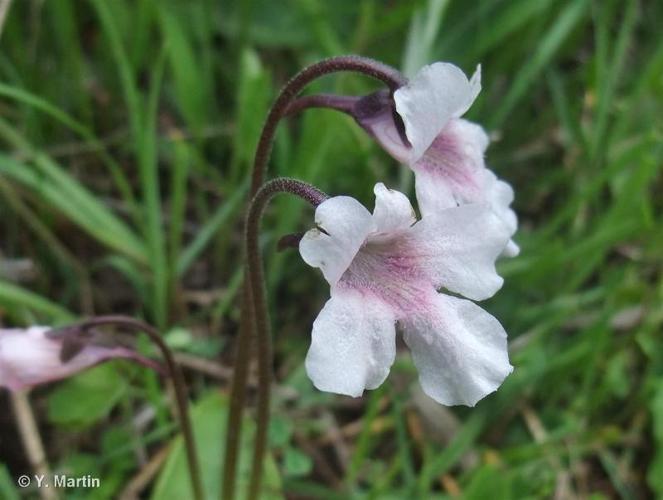 <i>Pinguicula grandiflora </i>subsp.<i> rosea</i> (Mutel) Casper, 1962 © 