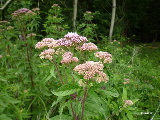 <i>Eupatorium cannabinum</i> L., 1753 © P. Gourdain