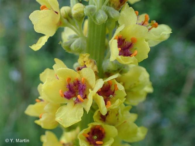 <i>Verbascum nigrum</i> L., 1753 © 