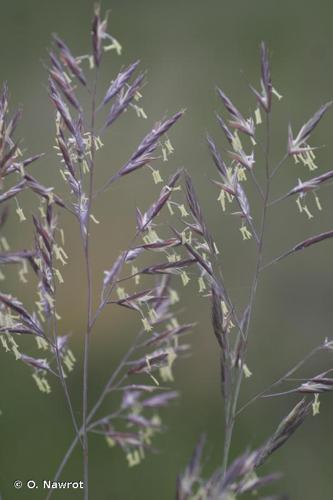 <i>Festuca rivularis</i> Boiss., 1838 © O. Nawrot