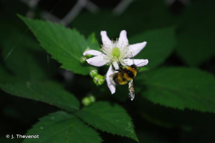 <i>Bombus hortorum</i> (Linnaeus, 1760) © J. Thevenot