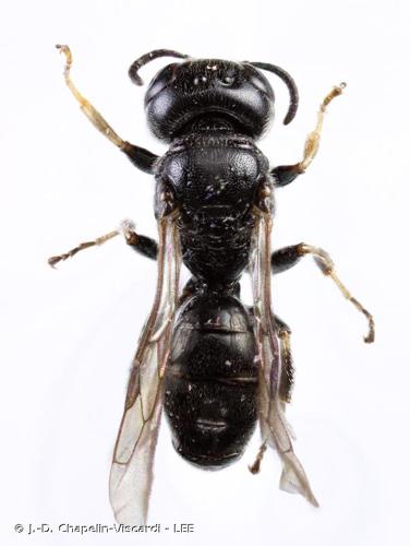 <i>Crossocerus exiguus</i> (Vander Linden, 1829) © J.-D. Chapelin-Viscardi - LEE