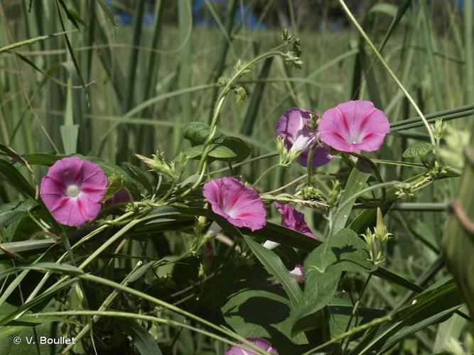 <i>Ipomoea purpurea</i> (L.) Roth, 1787 © V. Boullet