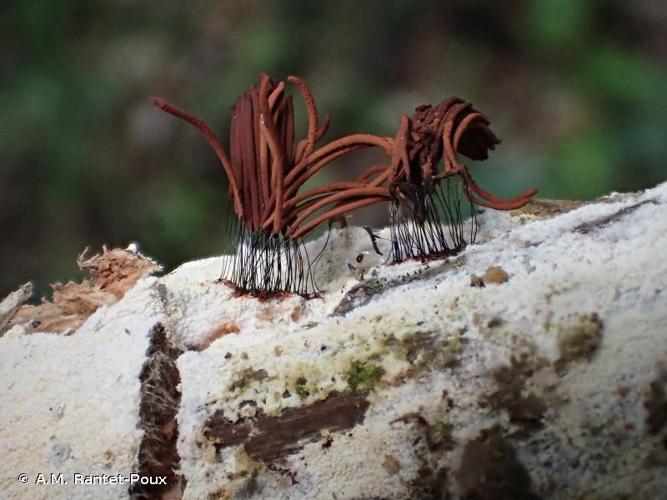 <i>Stemonitis fusca</i> Roth, 1787 © A.M. Rantet-Poux