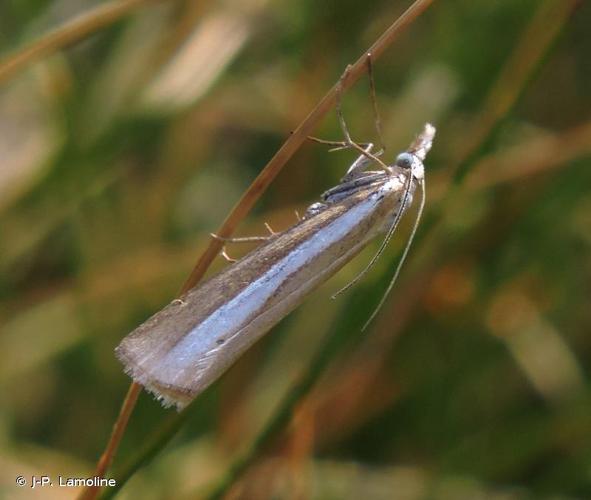 <i>Catoptria bolivari</i> (Agenjo, 1947) © J-P. Lamoline