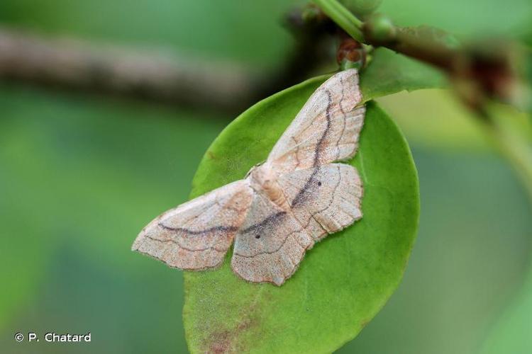 <i>Scopula imitaria</i> (Hübner, 1799) © P. Chatard