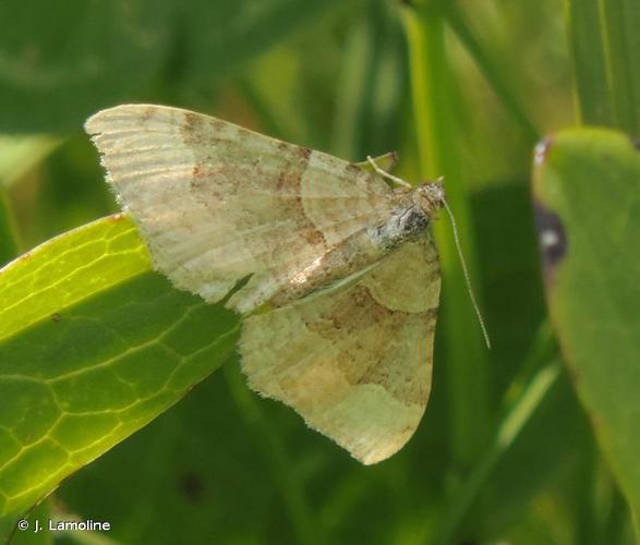 <i>Xanthorhoe decoloraria</i> (Esper, 1806) © J. Lamoline